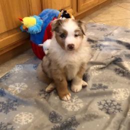 Boy 1 - Red merle male Australian Shepherd puppy in Phoenix, Arizona from Heartfire Aussies
