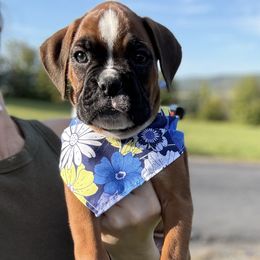 -ISO: CO-OWN HOME- Purple Collar Fawn Female - Fawn female Boxer puppy in Alpine, New York from Kickin Rooster AKC Boxers