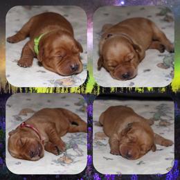 3rd pick female - Yellow female Labrador Retriever puppy in Twin Falls, Idaho from Whispering White Pines Labradors
