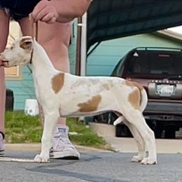 Girl 4 - White and red female Ibizan Hound puppy in Oklahoma from Nevaeh Ibizan Hounds