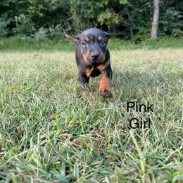 Pink Girl - Black and rust female Doberman Pinscher puppy in Knox, Indiana from Double River Dobermans