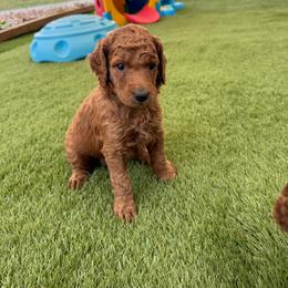 Hazel - Red  female Poodle puppy in Mount Vernon, Illinois from AMC Poodles