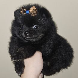 Pomeranian Puppies from Legacy Poms OC
