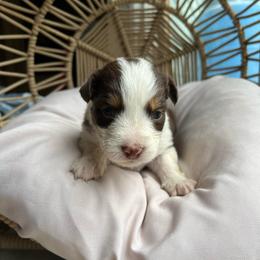 Esmerelda - Red tri-color female Australian Shepherd puppy in Grants Pass, Oregon from Carmel Mountain Aussies