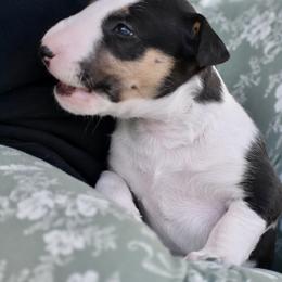 Luna - Black tan and white female Bull Terrier puppy in Gilbert, Arizona from Sunny Sky Bull Terriers