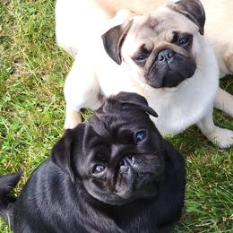 Pugs and Tibetan Spaniels from Wright's Pugs
