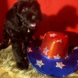 Goldendoodle Puppies from Magical Goldendoodles of Pioneer Valley, MA