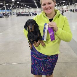 Dachshund All Grown Up from Woodshafen