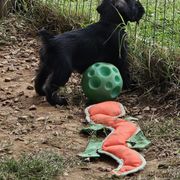 Standard Schnauzer Puppies from Moon Flower Farm