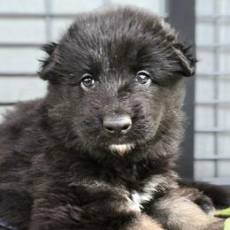 Girl 1 - female Shiloh Shepherd puppy in Anza, California from Stunning Shiloh Shepherds