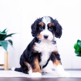 Asha - Tri-color female Bernedoodle puppy in Arthur, Illinois from Central Illinois Bernedoodles
