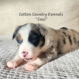 Coal - Blue merle male Miniature Australian Shepherd puppy in Vinemont, Alabama from Cotton Country Kennels