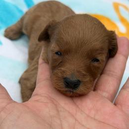 Girl 1 - Red  female Goldendoodle puppy in Haleyville, Alabama from Susan’s Prefurred Doodles