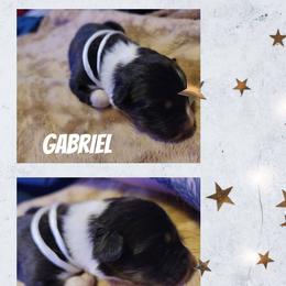 Gabriel - Black tri-color male Australian Shepherd puppy in Pottstown, Pennsylvania from Easter Lily Australian Shepherds