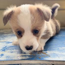 Eleanor - Sable female Pembroke Welsh Corgi puppy in Casper, Wyoming from Flying Note Shorties