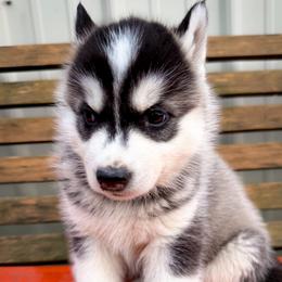 Wren - Black and white female Siberian Husky puppy in Grant City, Missouri from Timberline Paws