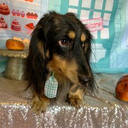 Deacon - Dachshund