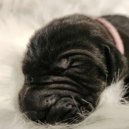 Clio - pink collar - Black female Great Dane puppy in Albany, Oregon from Red Cloud Australian Shepherds and DeGray Great Danes & Bulldogs