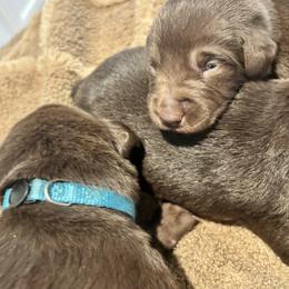 Labrador Retriever Puppies from M & W Gun dogs