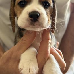 Pink - Black red and white female Beagle puppy in Rockwell, North Carolina from Knockhill Beagles