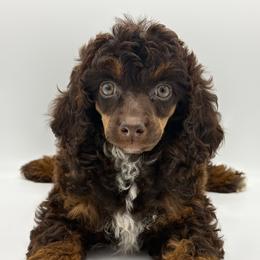 Angel - Phantom female Poodle puppy in Wheatland, California from Sapphire Ridge Poodles
