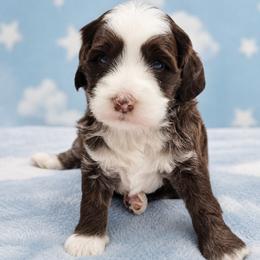 Country Morning Expresso - Chocolate male Australian Labradoodle puppy in Aumsville, Oregon from Country Morning Labradoodles