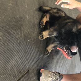 German Shepherd Puppies from Vom Haus Bella GSD’s