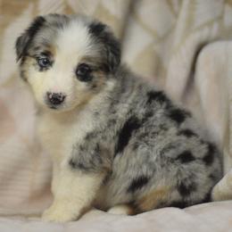 Level - Blue merle female Australian Shepherd puppy in Delta, Colorado from PTK Ranch