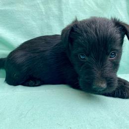 Birch (Orange) - Black male Scottish Terrier puppy in Jefferson, North Carolina from McGuire’s High Country Terriers