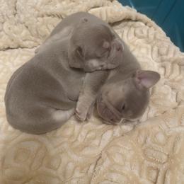 French Bulldog Puppies from French Kisses