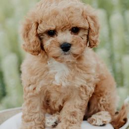 Bernedoodles, Cavapoos, and Sheepadoodles from Arizona Desert Doodles
