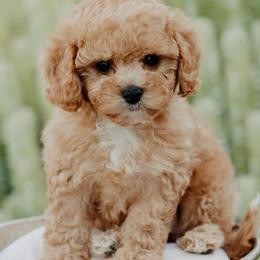Bernedoodles, Cavapoos, and Sheepadoodles from Arizona Desert Doodles