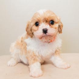 Beau - Blenheim male Cavapoo puppy in Tucson, Arizona from Ever After Doodles Arizona