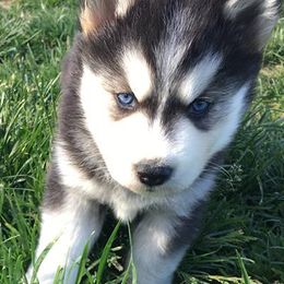 Siberian Huskies from Cerberus Huskies