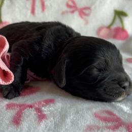 Layla - Black female Cockapoo puppy in Tampa, Florida from Designer Puppy Boutique