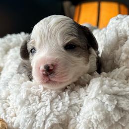 Brew - Blue merle female Miniature American Shepherd puppy in Tupalo, Mississippi from Butterfield Trail Farm