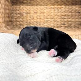 Porter - Black tri-color male Australian Shepherd puppy in Unionville, Iowa from Soap Creek Kennels