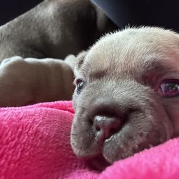 French Bulldog Puppies from Upcountry Frenchies