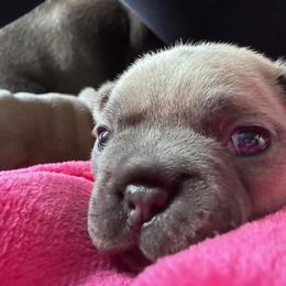 French Bulldog Puppies from Upcountry Frenchies