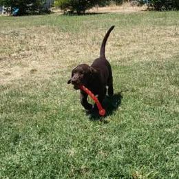 Labrador Retriever Puppies from Rick's Retrievers