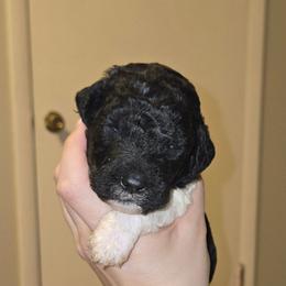 Light pink - Black and white female Bernedoodle puppy in Mckenzie, Tennessee from Small Town Doodles & Poodles