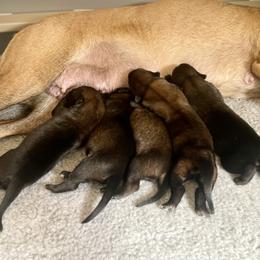 Belgian Malinois Puppies from Klaus K-9 Training LLC