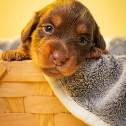 Miami - Chocolate and tan male Dachshund puppy in Hialeah, Florida from Slinky Doxie 305