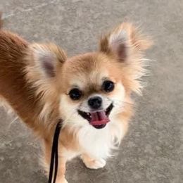 Charm - Chihuahua