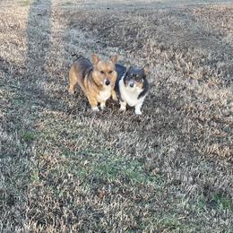 Pembroke Welsh Corgi puppies from R&R Corgis