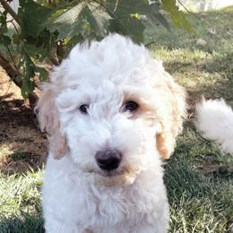 Maple - Parti female Poodle puppy in Kaysville, Utah from Ray Poodles