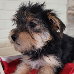 Companion Crosses, Miniature Schnauzers, and Yorkshire Terriers from Puppy Sugars Kennels