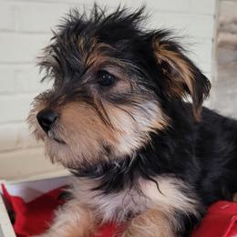 Companion Crosses, Miniature Schnauzers, and Yorkshire Terriers from Puppy Sugars Kennels