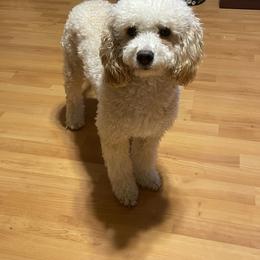 Luci - Goldendoodle