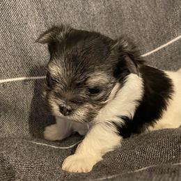 Ozzy - Black & tan tri-color male Morkie puppy in Taylorsville, North Carolina from Mountain Top Hot Tailz